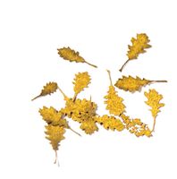 Oak Autumn - Dry Leaves